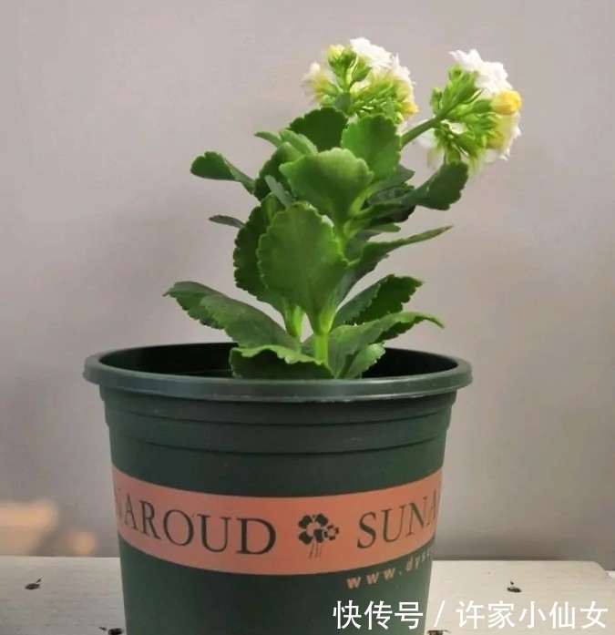 长寿花盛花时却倒伏了?做好这4点,花枝坚挺,花量再大都不怕