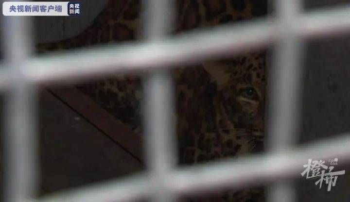 “跑得像飞一样！”凌晨1点，无人机发现第三只豹子，合围失败