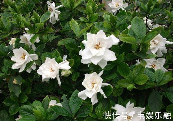 五个要点教你养栀子花,解决不开花,黄叶子,你也可以养好栀子花