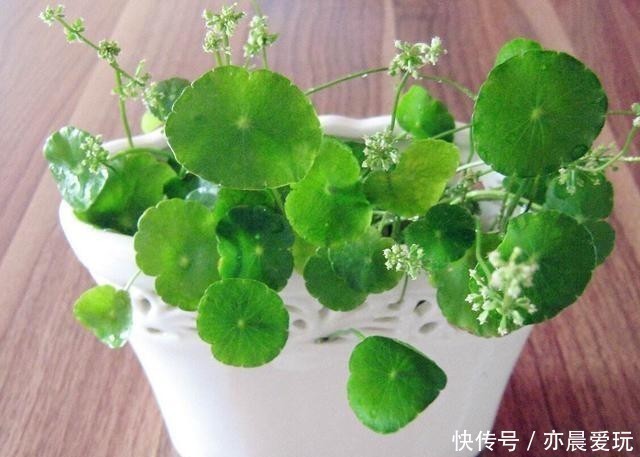 这4种花是出了名的水罐子,给点水就能长,水越多越好