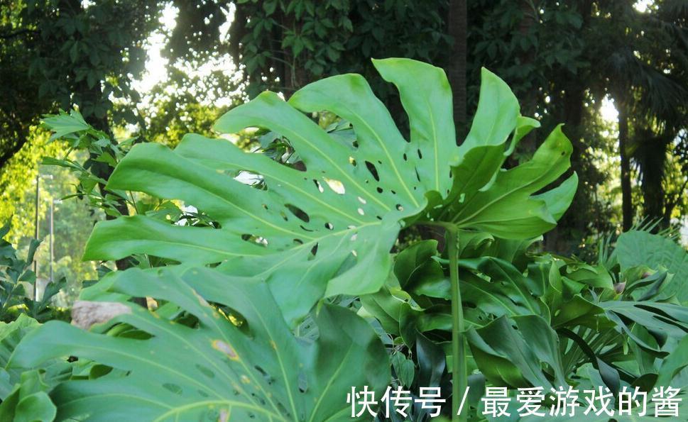 龟背竹的正确养护技巧,做到这几点,叶片油绿又茂密