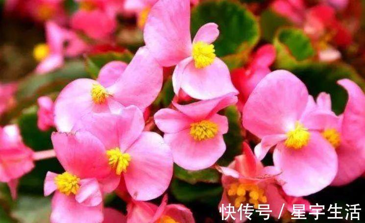 新手|适合阳台养护的几种花卉,新手也能养爆盆,阳台开成小花园