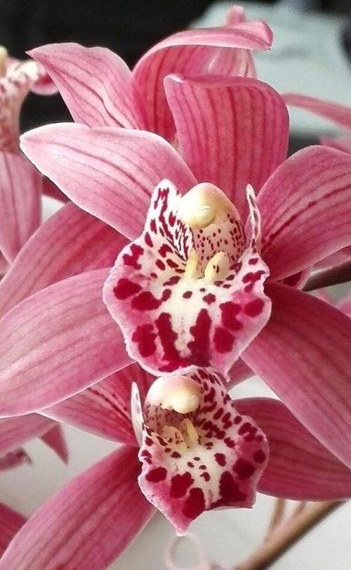  持久|最物美价廉的4款兰花，香味持久，花大色艳，每款都是精品