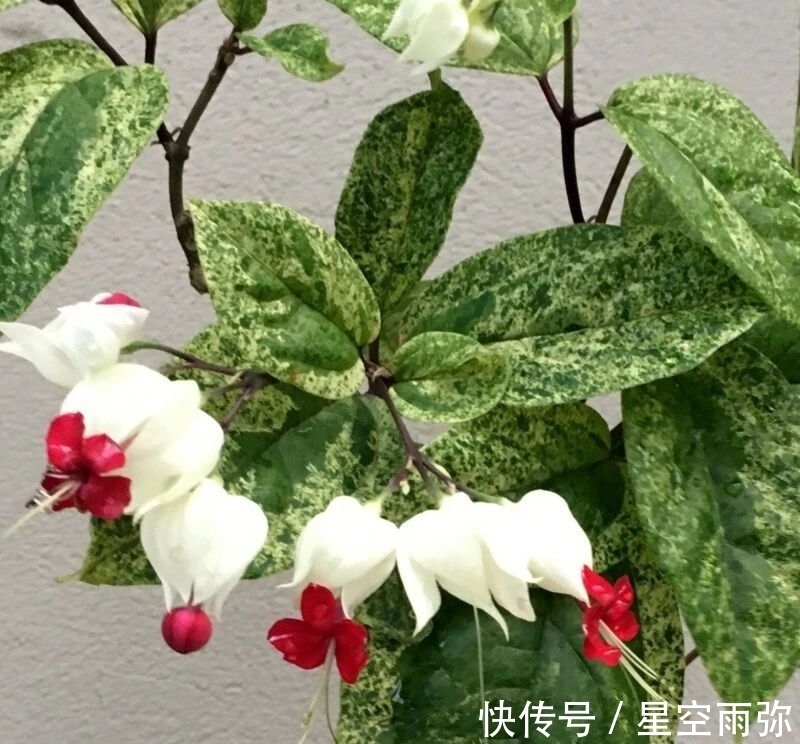 每年春节前后,除了年宵花,买盆龙吐珠也不错,好看的半藤本花卉