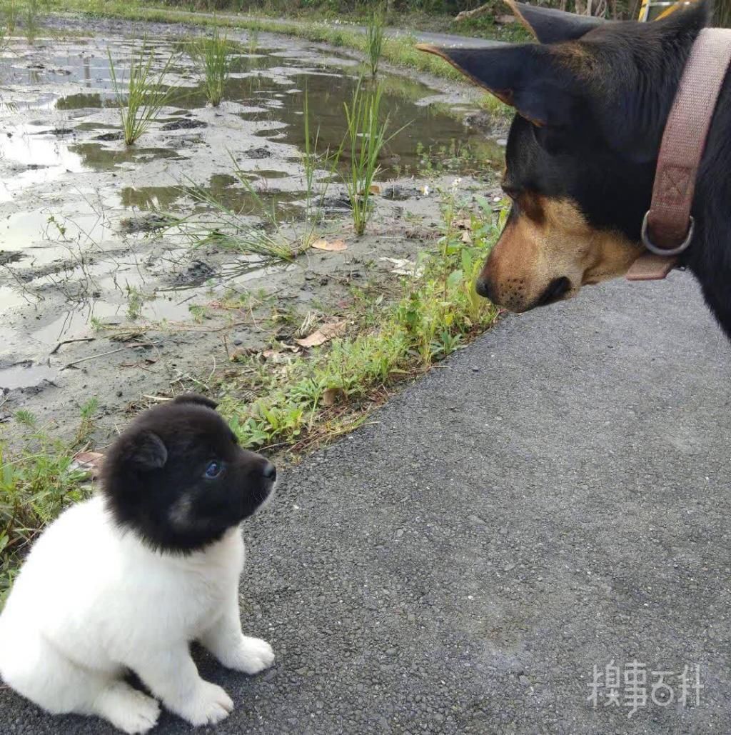 溢出|这到底是怎么生的这么刚好卡着一颗狗头，一点点都没有溢出来？