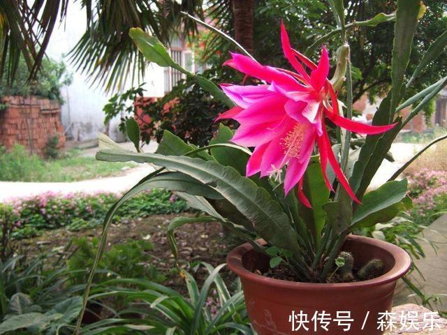 令箭荷花怎么养开花多 花期前的养护技巧你学会了吗