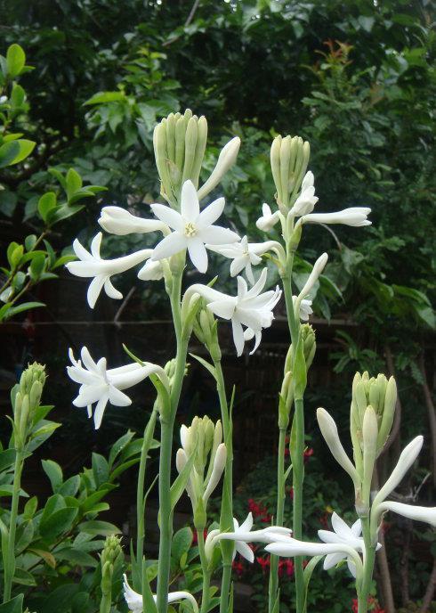 植物|阳台养花“6大错”,错了一个就黄叶,都占了就是“养花杀手”