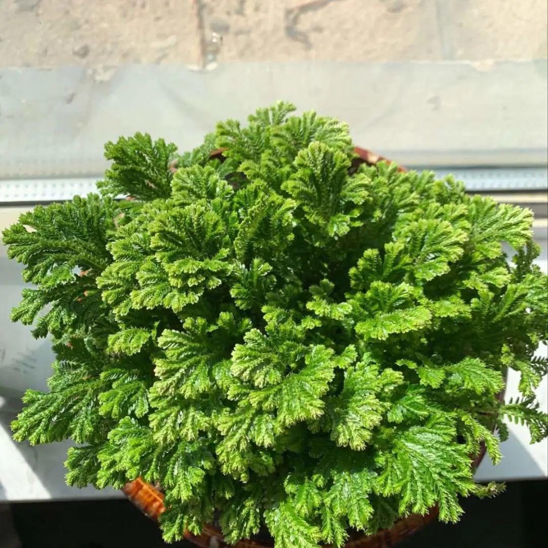 10种“养不死”的花,绿萝只能排最后一名,养死3种以上的举手