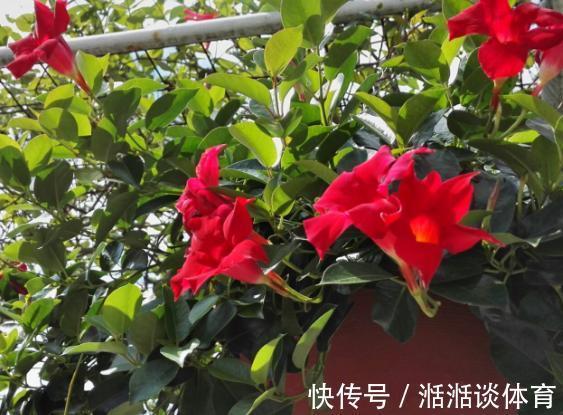 大丽花|石竹花、大丽花、仙客来、飘香藤,冬日养殖,砰砰开花