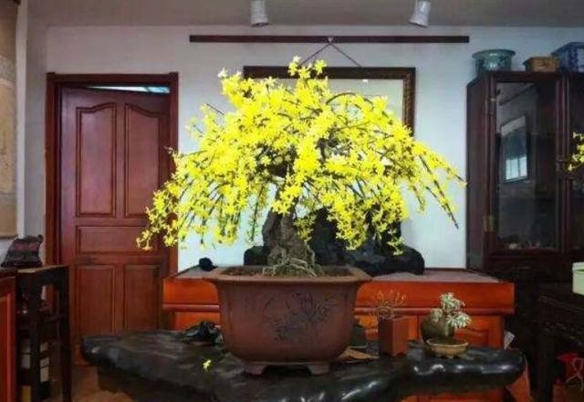 漂亮|5种花冬天再冷也不怕,年前搬进室内,过年就开花,喜庆又漂亮!