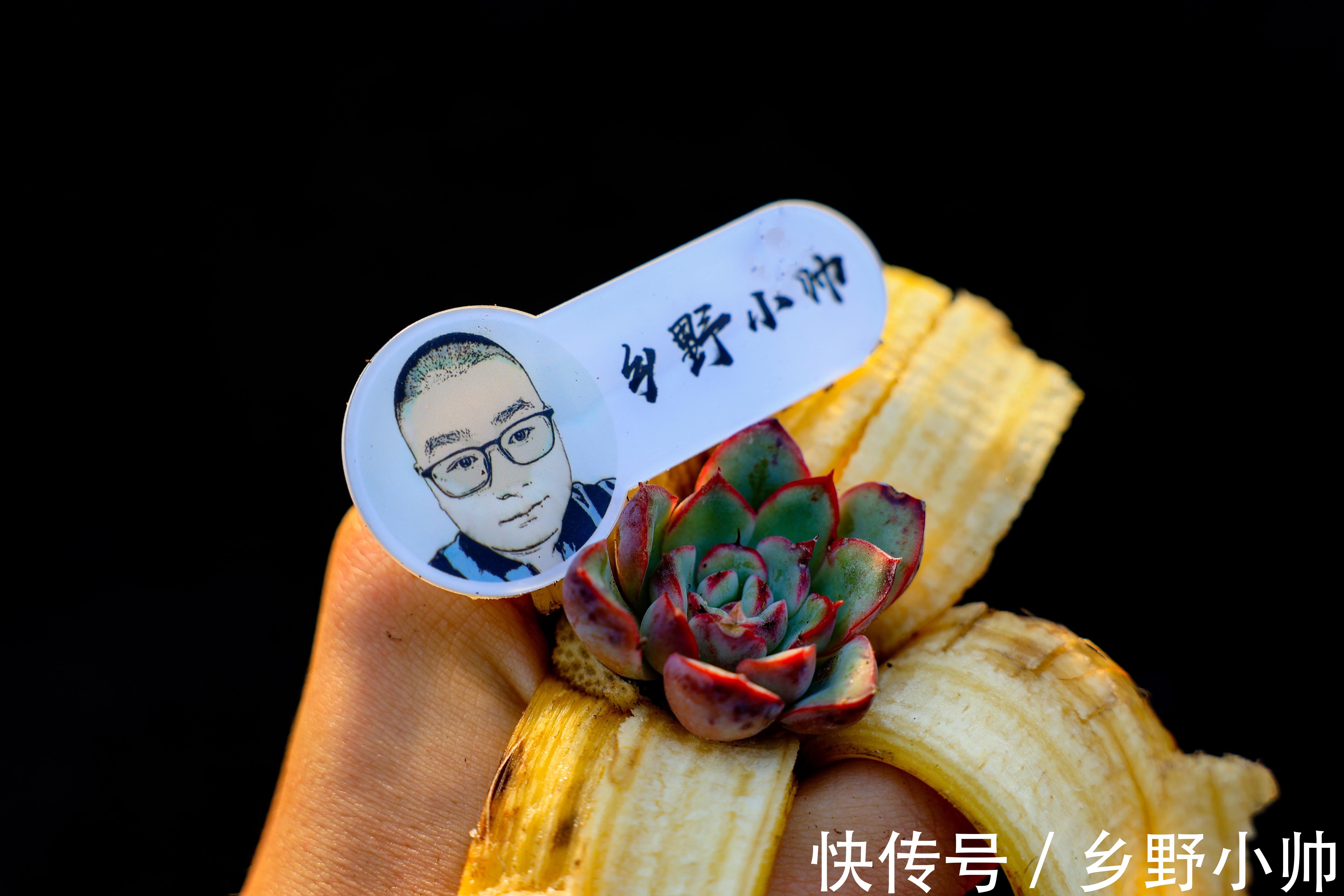 多肉长黑斑怎么办?了解原因做好预防,让多肉远离黑斑病