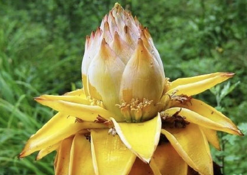 金枝玉叶|命里“多金”的5种花,寓意好又贵气,家里养一盆,带来好运气