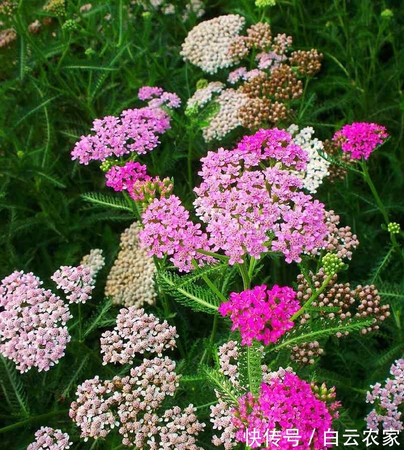 一花一世界,一叶一菩提——奇花异草蓍草,赏花旅游花语生日花