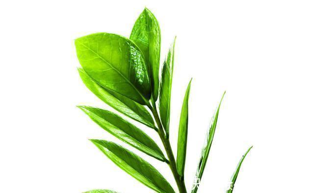 腊月不可错过的5种富贵花,随便养一盆,富贵上门来