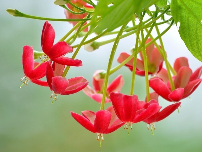 墙头几株“使君子”,垂头羞红惹人爱!花儿有红有粉,最是漂亮!