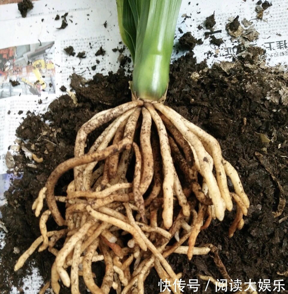 5种花“专吃土”,砸开花盆全是“大块根”,正确方法