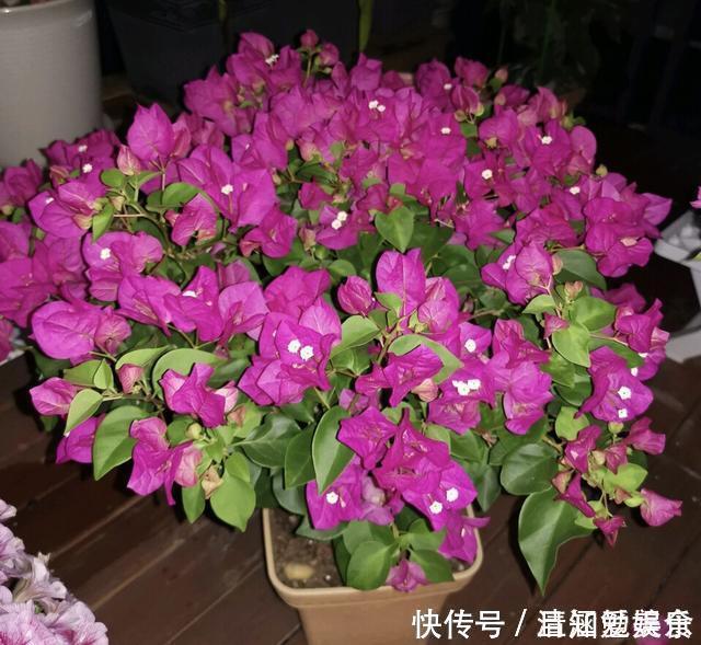 种花|垃圾桶中容易“捡到”的3种花,1分钱不花,养出几十盆,花开爆盆