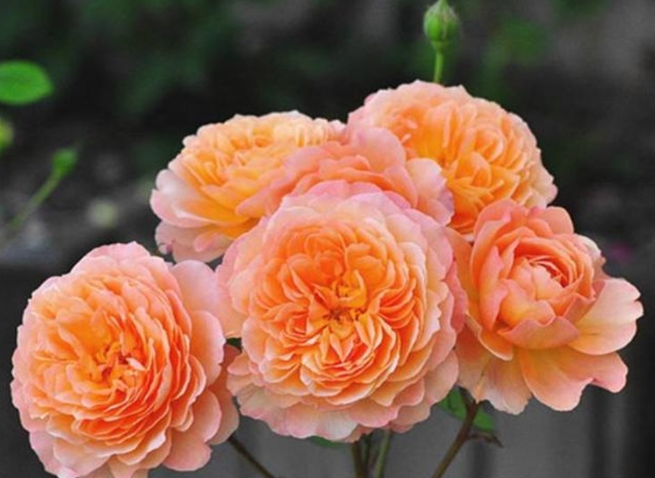 4种花,夏天不怕热,冬天不怕冷,四季都有花赏,满屋子飘香!