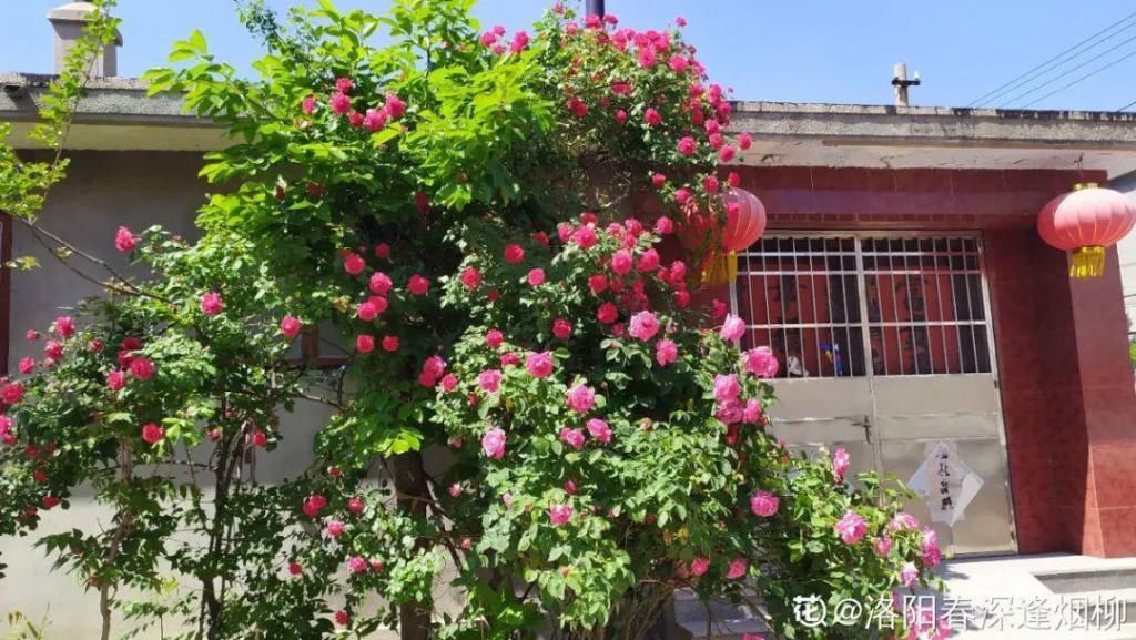大门口种的花，开花好看，回忆满满