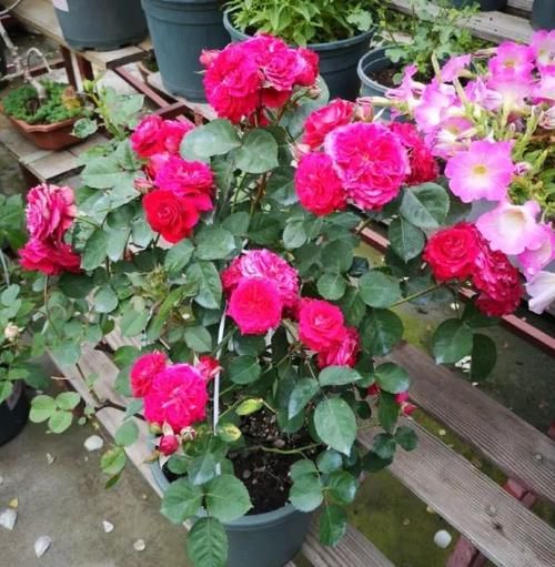 月季长满了花苞还能换盆吗？浇水来不及怎么办？