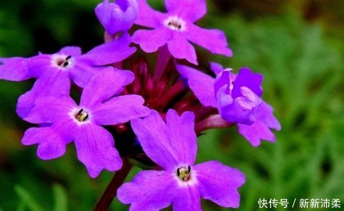花香|喜欢养花,就养这5种花,不仅花香浓郁,“颜值”特别高