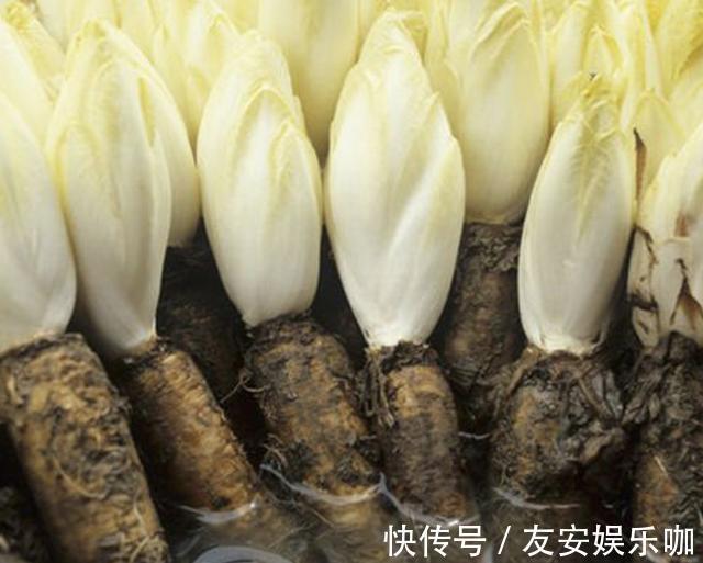 不想出门,就在阳台种“2种菜”,采摘一茬又一茬,够全家吃!