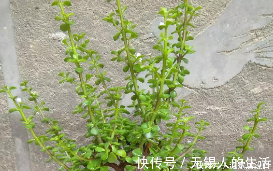 金枝玉叶修剪教程，剪下的枝条扦插，一盆变多盆