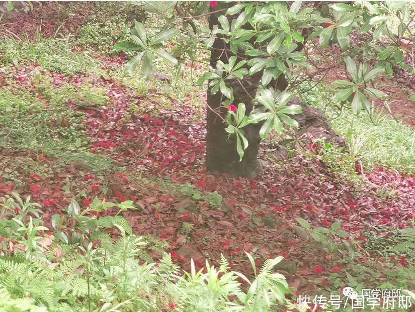 梅雨时节 邂逅苏轼笔下的梅雨诗词 全网搜