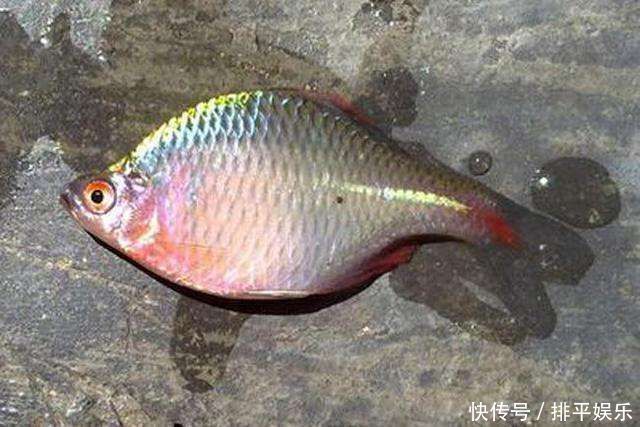 小时候最讨厌钓到鳑鲏鱼,离水几分钟就会烂肚子