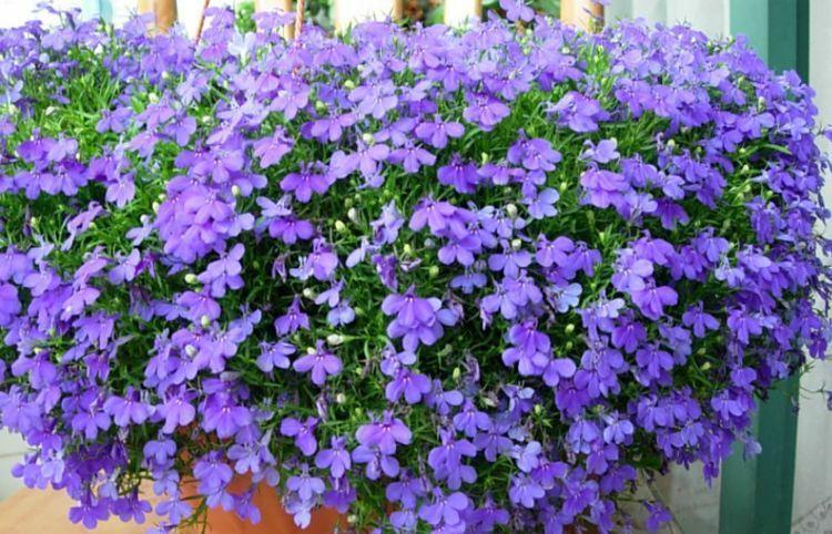 4种花中劳模,一年四季开花不断,看一眼就心醉