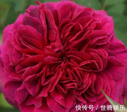 植株|红的发紫的月季花——莎士比亚2000,颜值和香味都双高