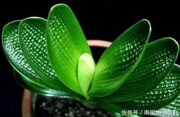 花盆|君子兰有什么花语和寓意，她又该怎么换盆呢？