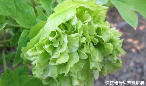 牡丹花|新手养花，不如养盆花中精品“豆绿”，色如青豆，清爽袭人