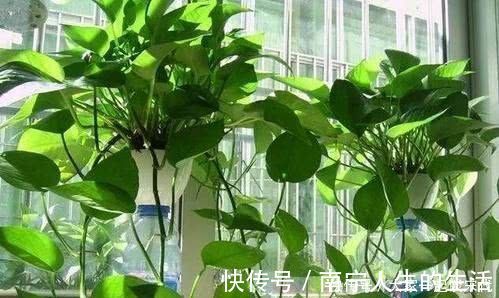 修剪|绿萝有个小开关,及时打开,新叶新芽一起长,30天准“爆盆”