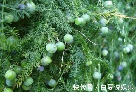 花友|我养的文竹迟迟没开花，而花友的文竹不但开花了，还结满了果实！
