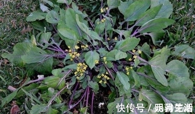 紫菜薹|十个人九个腰疼,常食此菜,腰不疼了,腿不酸了,不妨了解一下