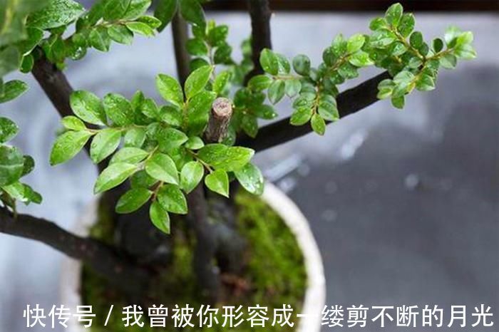 黄杨|这6种颜值与寓意并存的盆景，每一盆都能闭眼入！好养，好寓意