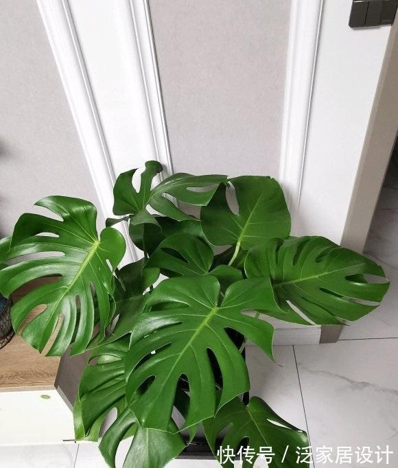 花盆|龟背竹很上档次，客厅养它最合适，满足温度，湿度就能养的很好