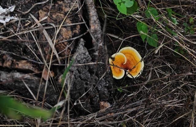 中医|10、20年没有复发的癌症患者,他们有1个共同点!你也能做到