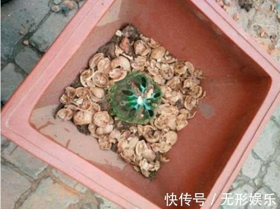 4种料，垫在花盆里，半年不用施肥，花卉照样旺盛又健壮