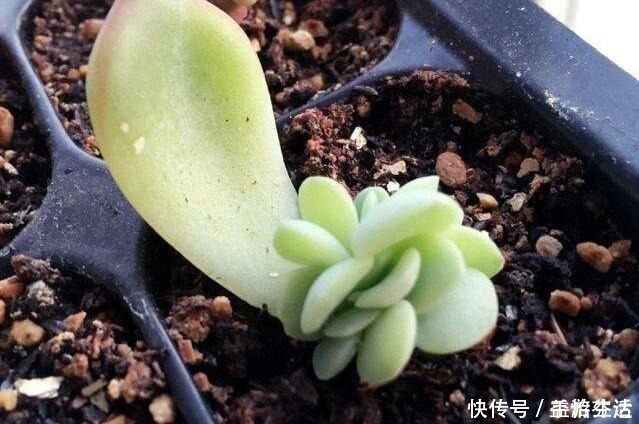 出芽率|从多肉植物上掰下来的叶片,怎样才能长成一棵多肉!