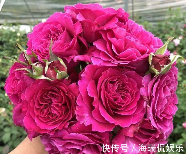 人参榕|喜欢玫瑰,就养盆珍稀品种“女人香气”,丰腴婀娜,娇嫩柔和!