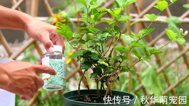 养护|想要茉莉多开花，记住“十二字”口诀，一茬一茬开香花