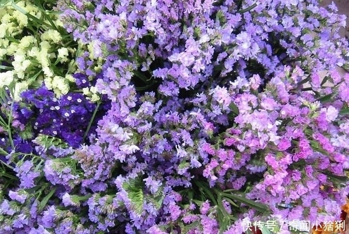 世界上最美的5种花,有1种极其少见,每一种都美到窒息