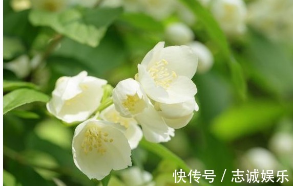 植株|最好养的室内盆栽茉莉花,只要5步,枝繁叶茂,一年开花6个月