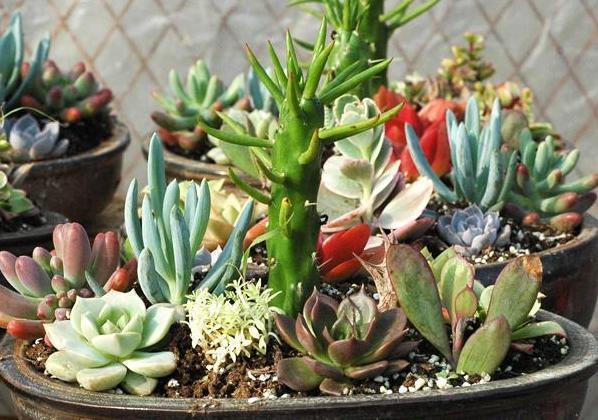 天热多肉叶子发蔫、打卷学会4招,越长越美,精神百倍