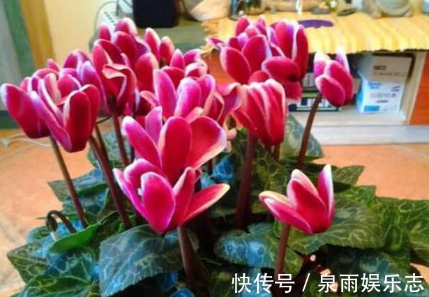 大蒜|''大蒜''养花有奇效盆里放一点,不再烂根、生虫,叶子油绿花朵艳