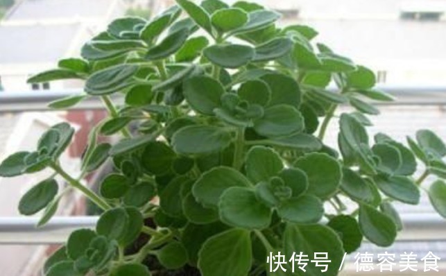 龙骨|最适合新手养的4种花,镇宅又旺财,家里更清新,养在客厅上档次