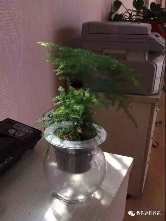 土生根|4种花放水里猛长根,比土培好养100倍,一分钱不花,还很漂亮!