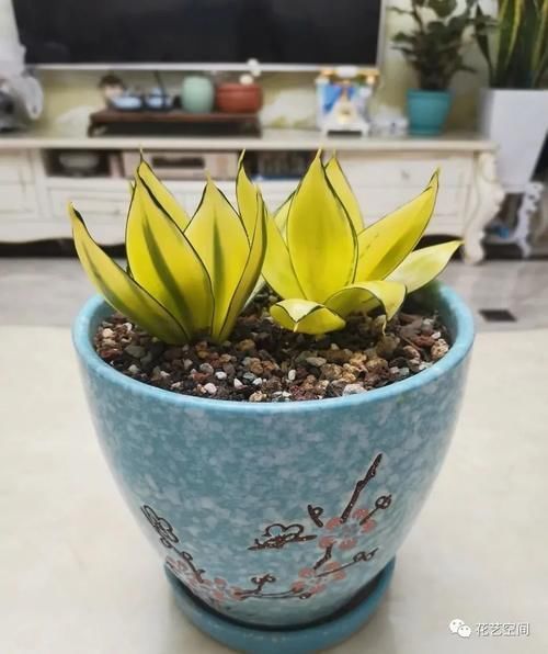 排水性|街上没人要的几种东西，都是养花宝贝，养花高手早早就捡回家了